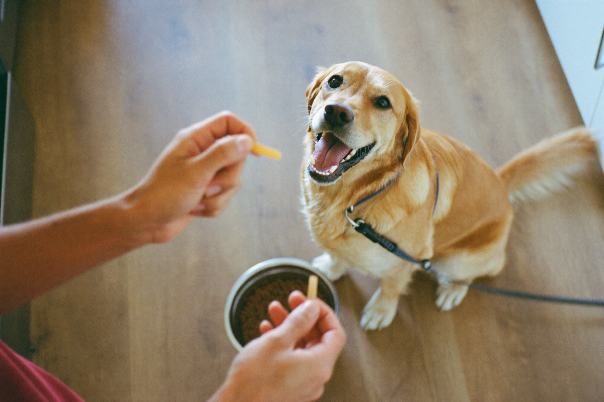 A golden retriever waiting by its bowl as its owner adds a supplement to the food