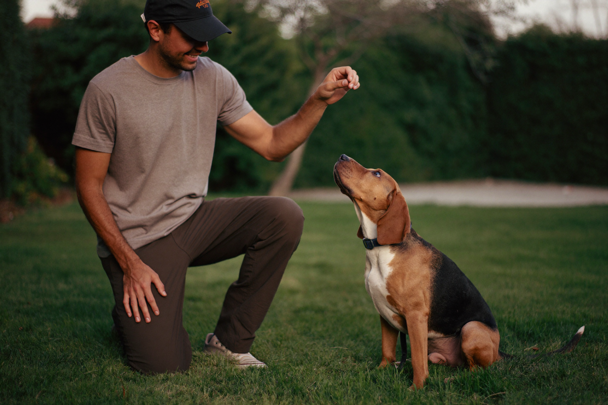 A man giving his beagle a training treat in the backyard
