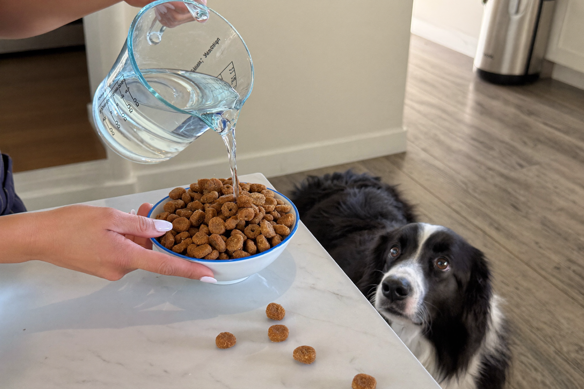 Hands rehydrating freeze dried raw dog food while a border collie watches