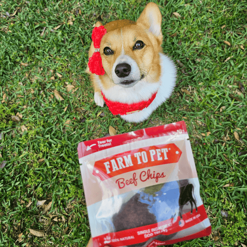 Dog with a Farm To Pet Beef Chips snack pack