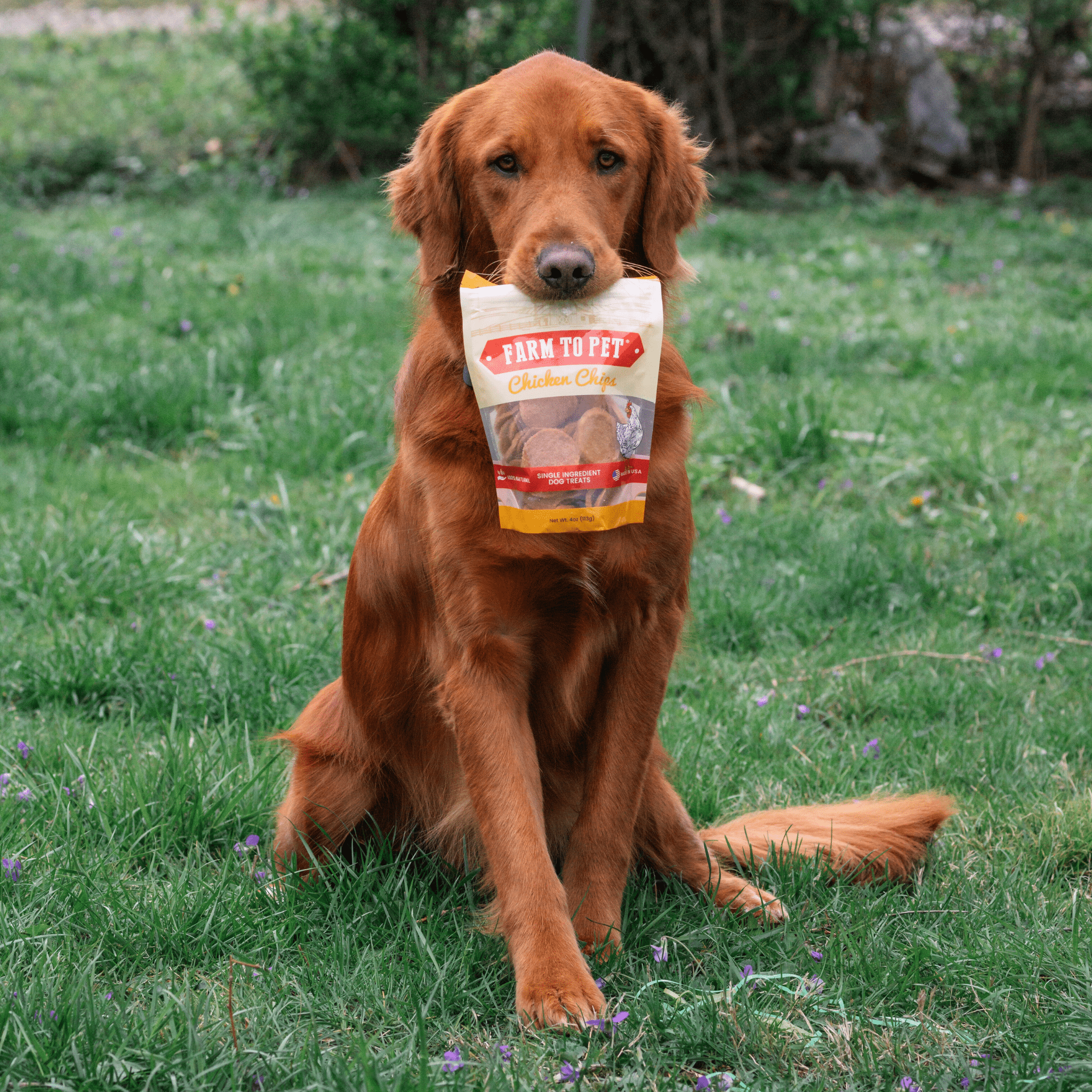 Chicken Chips for Dogs | Single-Ingredient, Made in USA