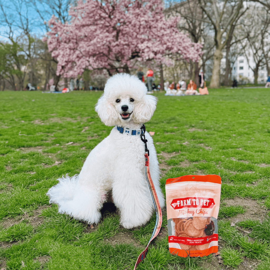 Turkey Chips for Dogs | Single-Ingredient, Hormone-Free Treats