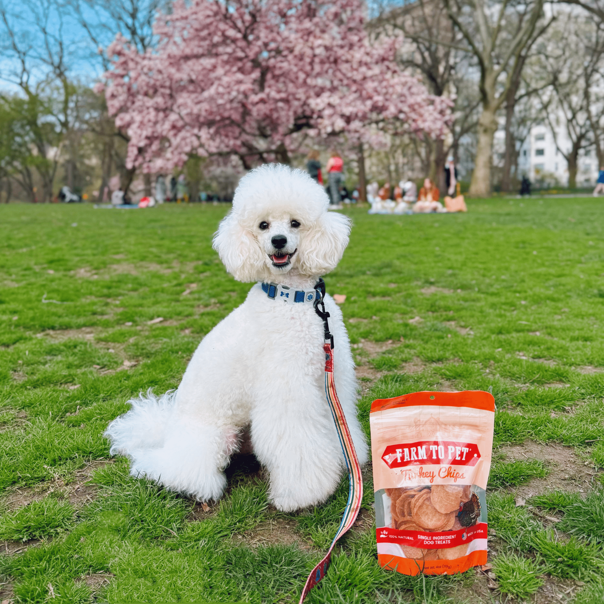 Turkey Chips for Dogs | Single-Ingredient, Hormone-Free Treats