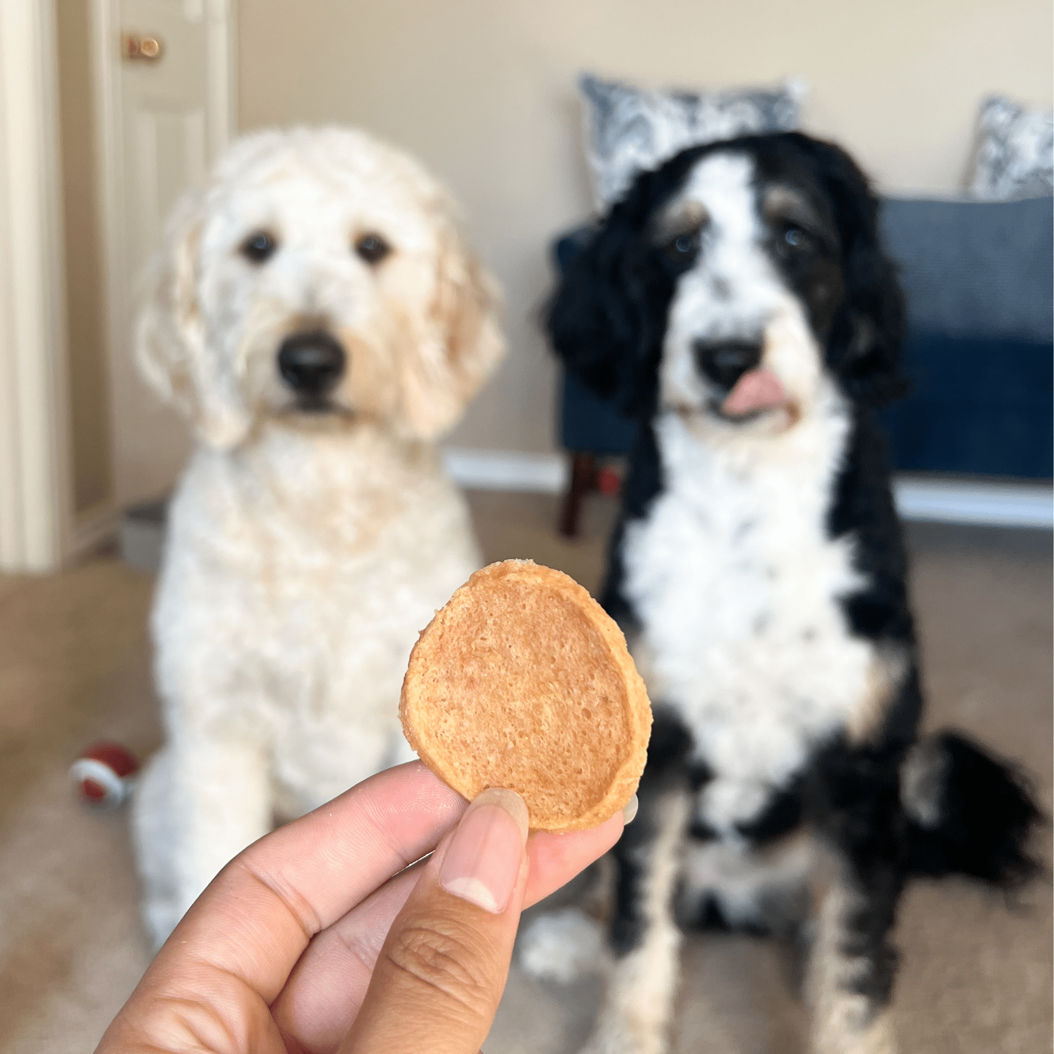 Chicken Chips for Dogs | Single-Ingredient, Made in USA