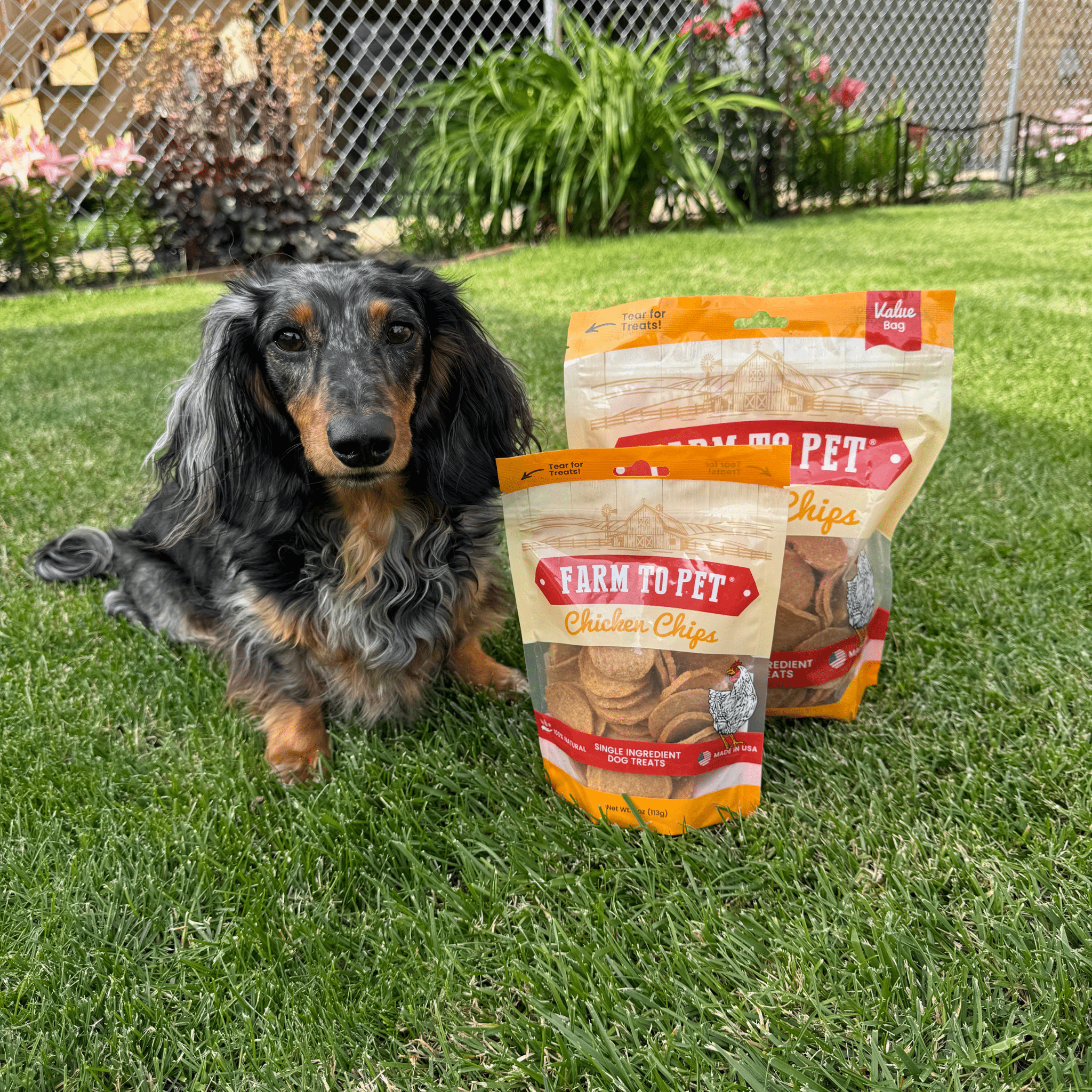 Chicken Chips for Dogs | Single-Ingredient, Made in USA