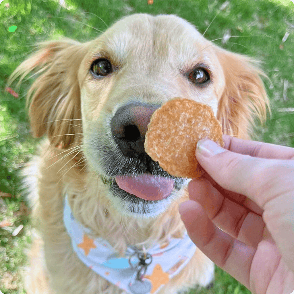 Chicken Chips for Dogs | Single-Ingredient, Made in USA