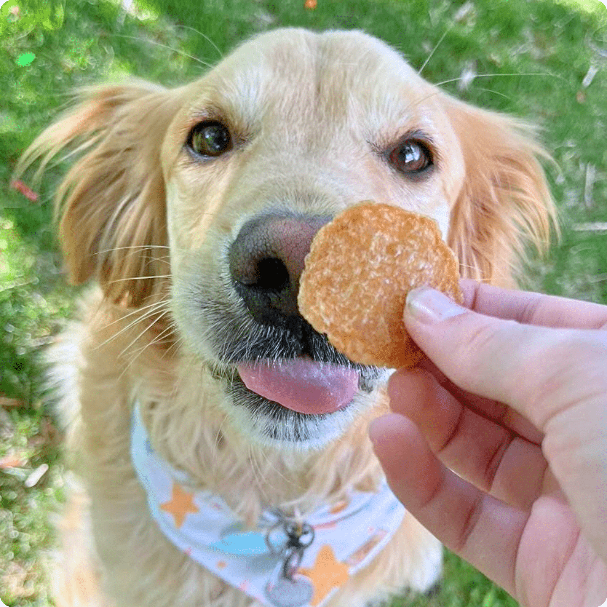 Chicken Chips for Dogs | Single-Ingredient, Made in USA