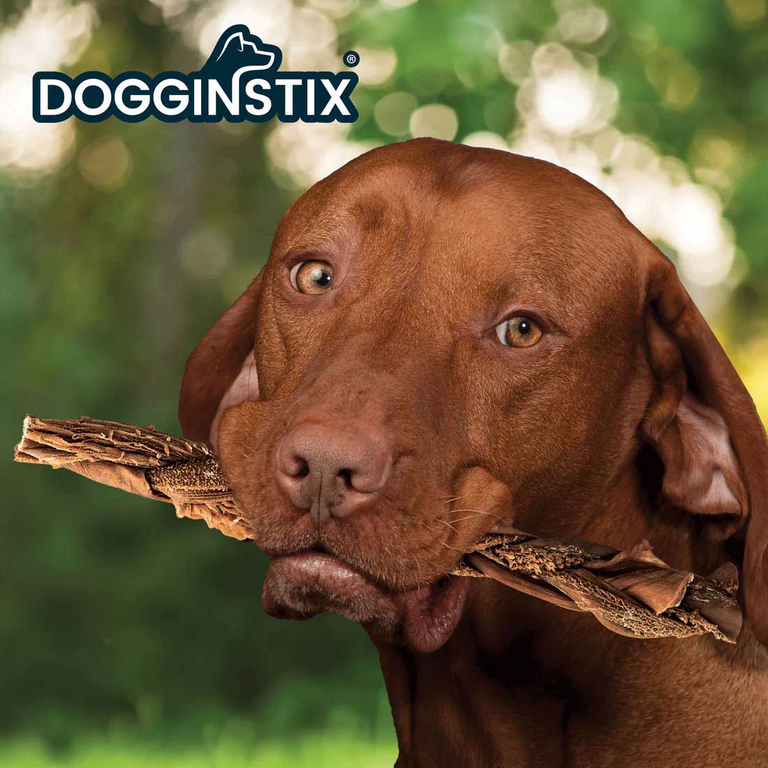 Brown dog chewing a Dogginstix braided beef tripe chew