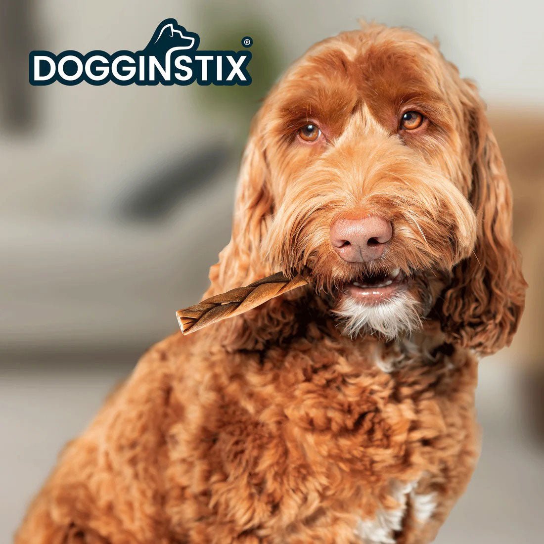 Dog chewing a Dogginstix braided lamb collagen chew