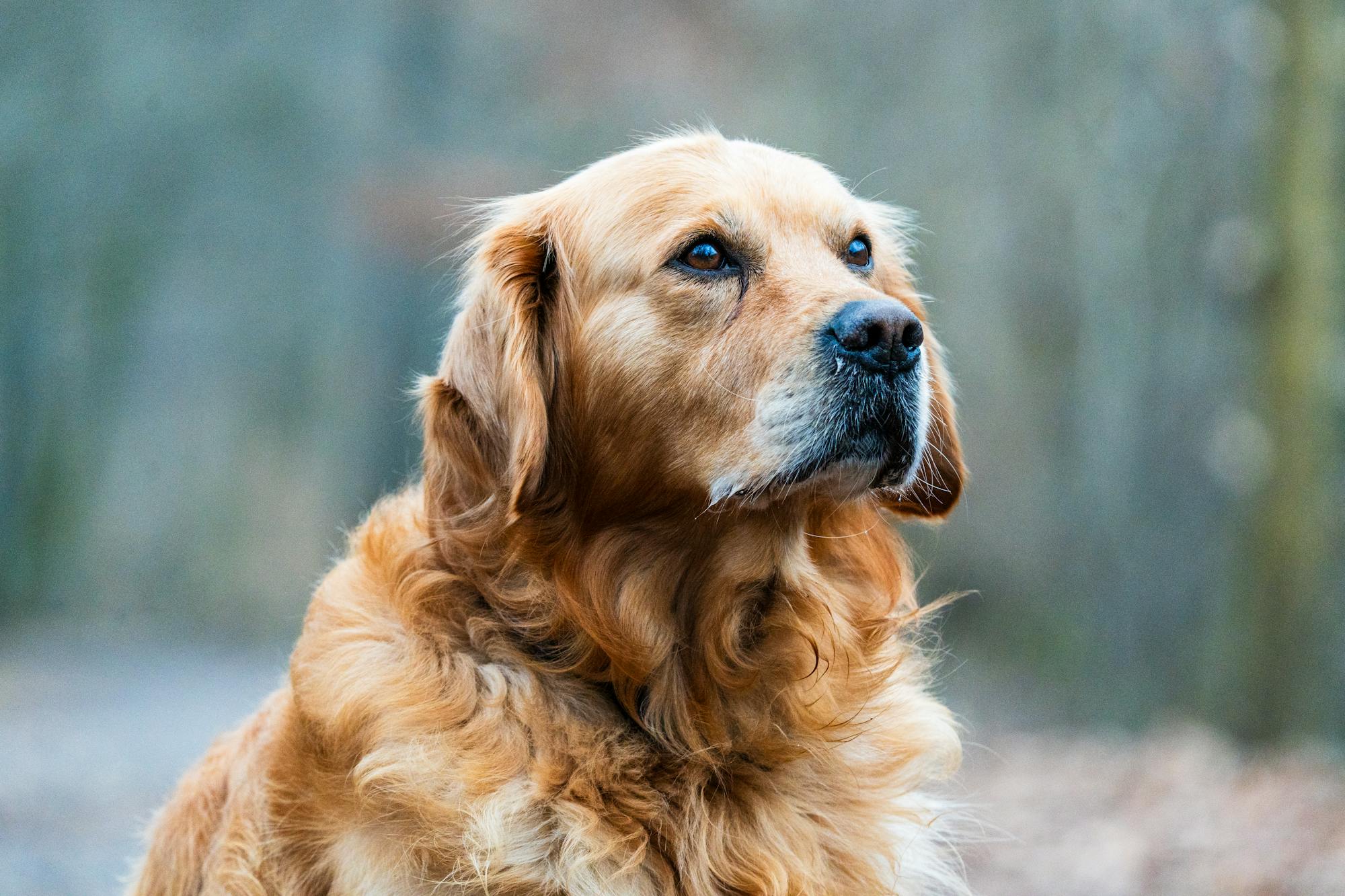 Healthy golden retriever dog portrait